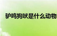 驢鳴狗吠是什么動物 驢鳴狗吠的成語故事
