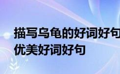 描寫烏龜?shù)暮迷~好句好段好文章 描寫烏龜?shù)膬?yōu)美好詞好句