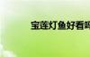 寶蓮燈魚好看嗎 寶蓮燈魚介紹