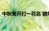 中秋菊開打一花名 猜燈謎中秋菊開打一成語