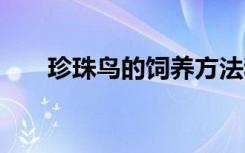 珍珠鳥的飼養(yǎng)方法和注意事項(xiàng) 珍珠鳥