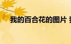 我的百合花的圖片 我的百合花小學(xué)作文