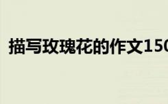 描寫玫瑰花的作文150字 描寫玫瑰花的作文