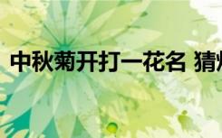 中秋菊開打一花名 猜燈謎中秋菊開打一成語
