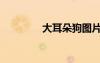 大耳朵狗圖片（大耳朵狗）