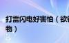 打雷閃電好害怕（欲錢買打雷閃電很害怕的動物）
