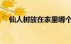 仙人樹放在家里哪個方位最好（仙人樹）