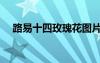 路易十四玫瑰花圖片（路易十四玫瑰花）