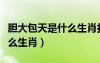 膽大包天是什么生肖打一動物（膽大包天是什么生肖）