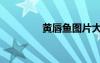 黃唇魚圖片大全（黃唇魚）