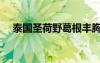 泰國圣荷野葛根豐胸膠囊（圣荷野葛根）