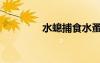 水螅捕食水蚤視頻（水螅）