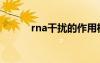 rna干擾的作用機(jī)制（rna干擾）