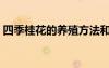 四季桂花的養(yǎng)殖方法和注意事項(xiàng)（四季桂花）