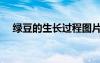 綠豆的生長過程圖片（綠豆的生長過程）