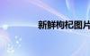 新鮮枸杞圖片（枸杞圖片）