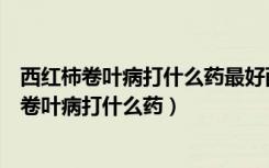 西紅柿卷葉病打什么藥最好西紅柿卷葉是黑桿病嗎（西紅柿卷葉病打什么藥）