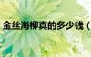 金絲海柳真的多少錢（金絲海柳是什么材料）