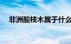 非洲酸枝木屬于什么檔次（非洲酸枝木）