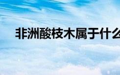 非洲酸枝木屬于什么檔次（非洲酸枝木）