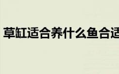 草缸適合養(yǎng)什么魚合適（草缸適合養(yǎng)什么魚）