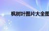 楓樹(shù)葉圖片大全圖片（楓樹(shù)葉圖片）