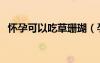 懷孕可以吃草珊瑚（孕婦能不能吃草珊瑚）