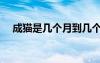 成貓是幾個月到幾個月（成貓是幾個月）