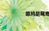 雎鳩是鴛鴦嗎（雎鳩）