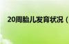 20周胎兒發(fā)育狀況（20周胎兒發(fā)育情況）