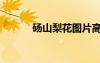 碭山梨花圖片高清（碭山梨花）